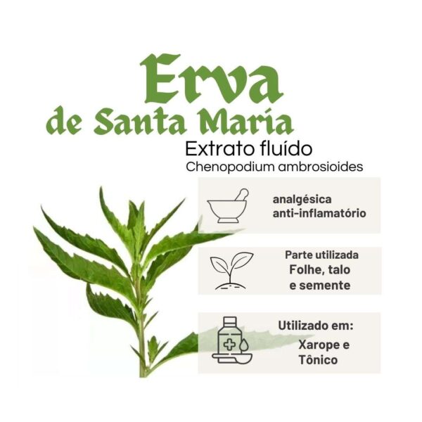 EXTRATO FLUÍDO ERVA DE SANTA MARIA - LT - Image 2