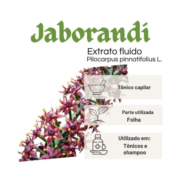 EXTRATO FLUÍDO JABORANDI - LT - Imagem 2