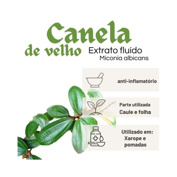 EXTRATO FLUÍDO CANELA DE VELHO - Imagem 2
